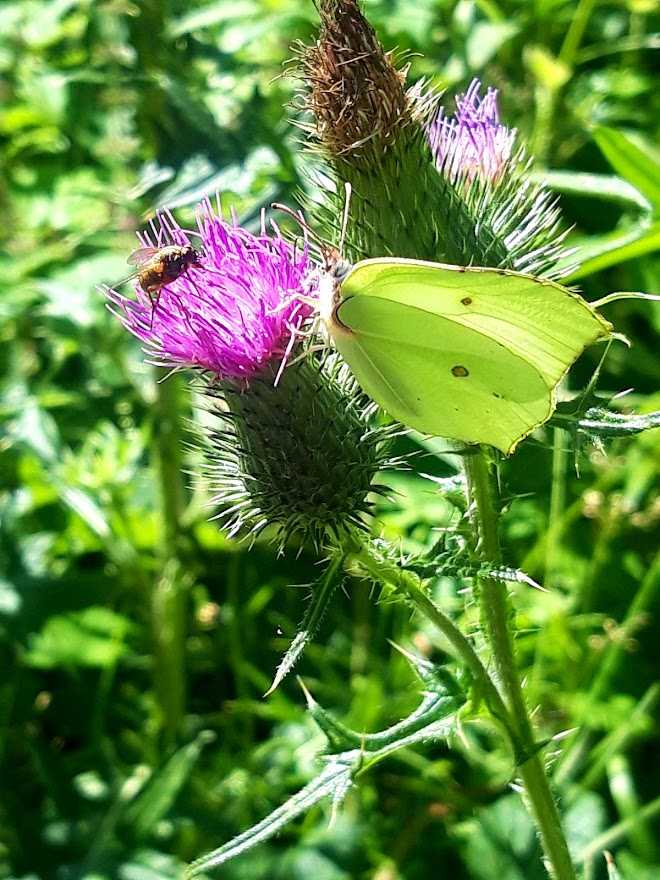 Jesnická fauna a flora