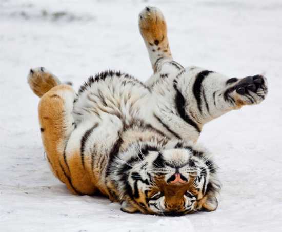 Mládě sibiřského tygra se zabydluje v Jeseníkách